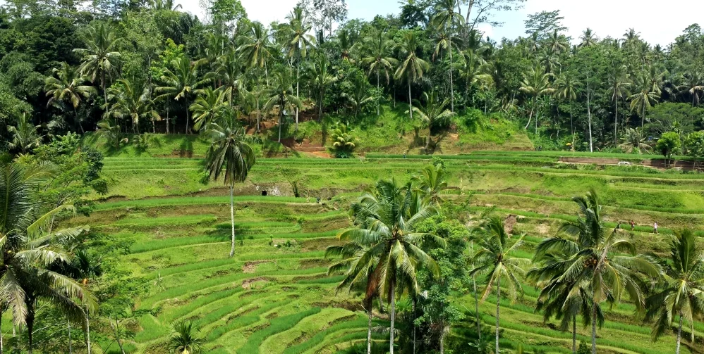 Bali Bible: Day Five