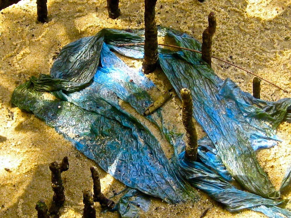 We see this a lot these days. Plastic bags entangled in mangrove shoots or even buried beneath sand, Gladesville, Sydney.