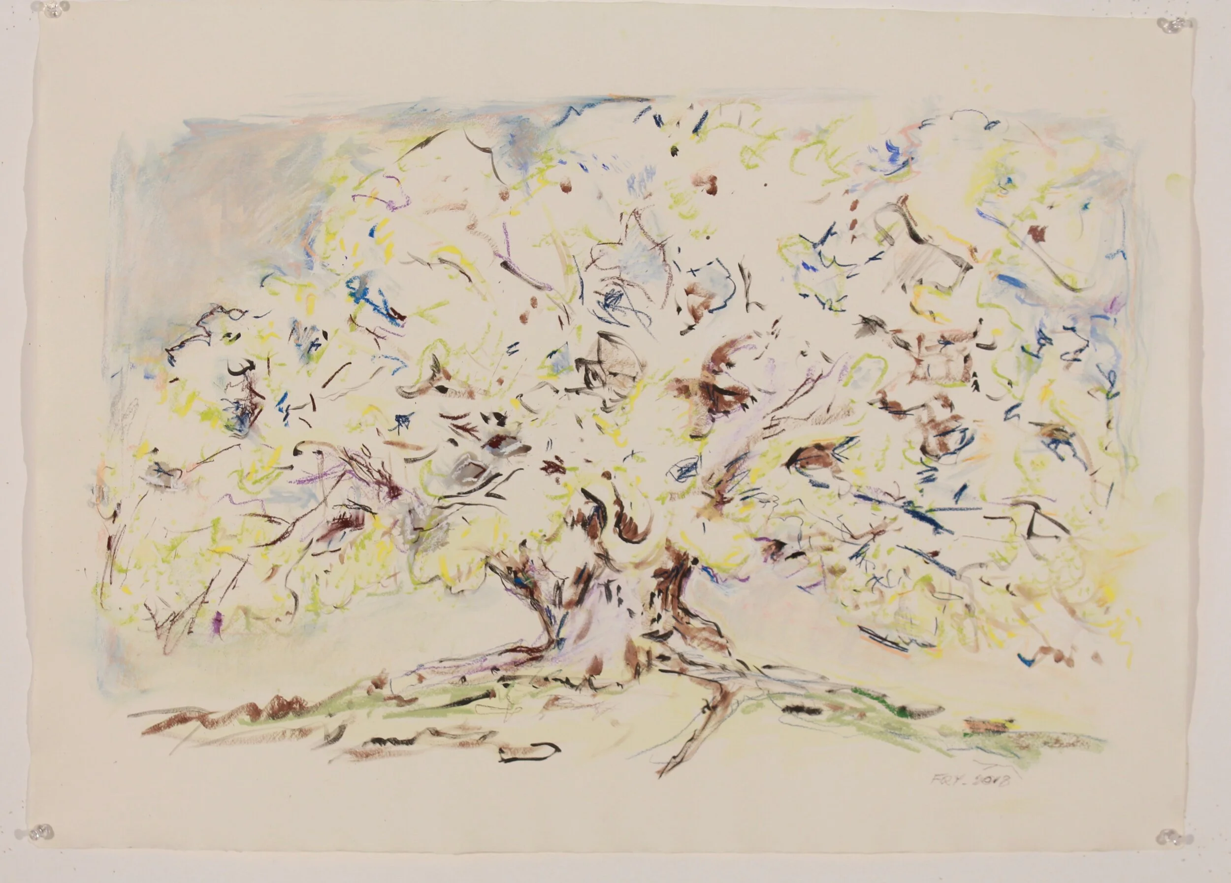 Holm Oak Quercus Ilex, 2018