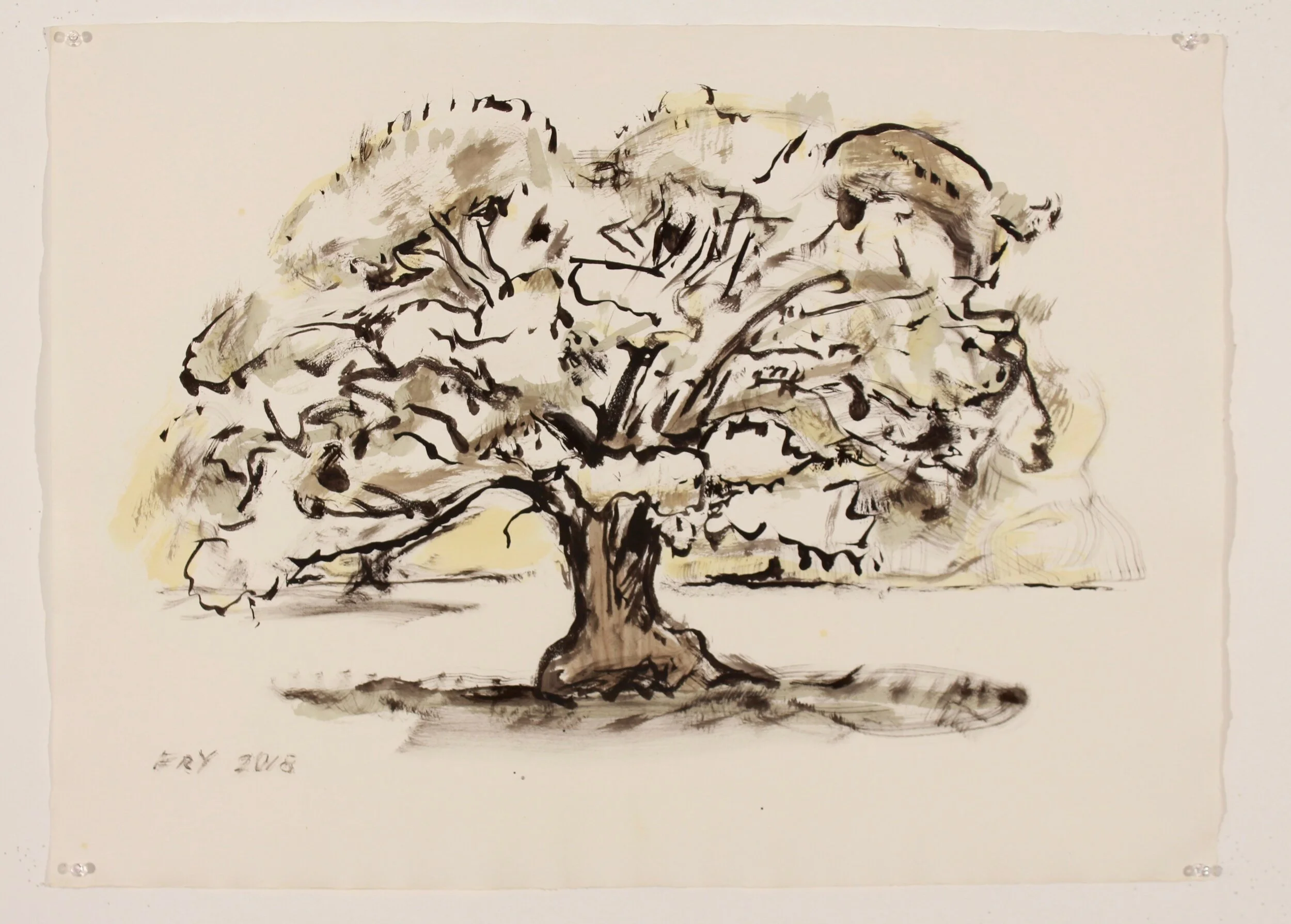 Holly Oak (A) Quercus Ilex, 2018