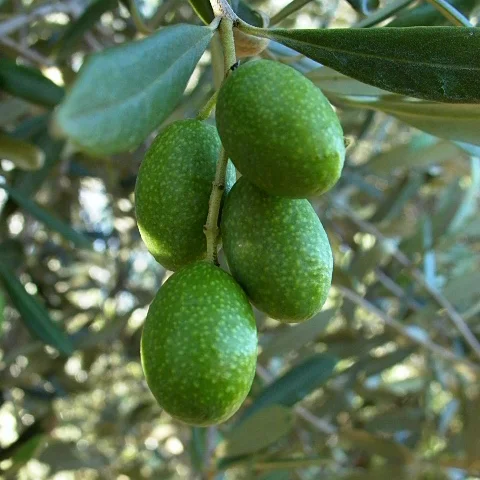 Find out about Frantoio Olive Oil