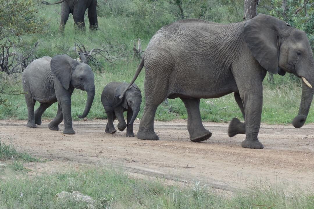 Amazing elephants @Timbavati Private Game reserves.