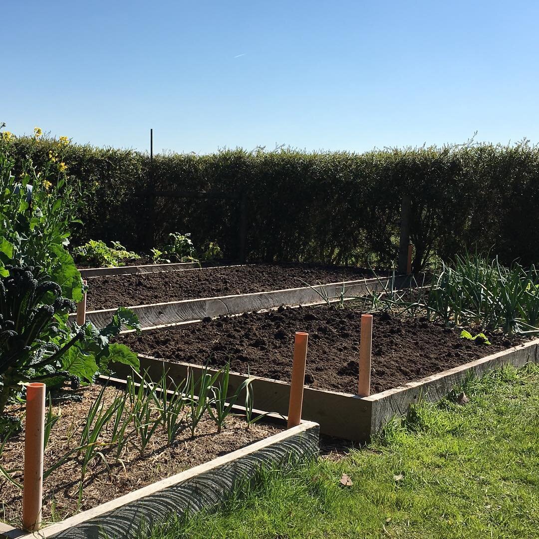 Getting the vegetable garden ready for planting. #homegrown #vegetablegarden #vegetables #veggies  #gippsland #southgippsland  #countryliving #selfsufficient  #olivegrove #meeniyan