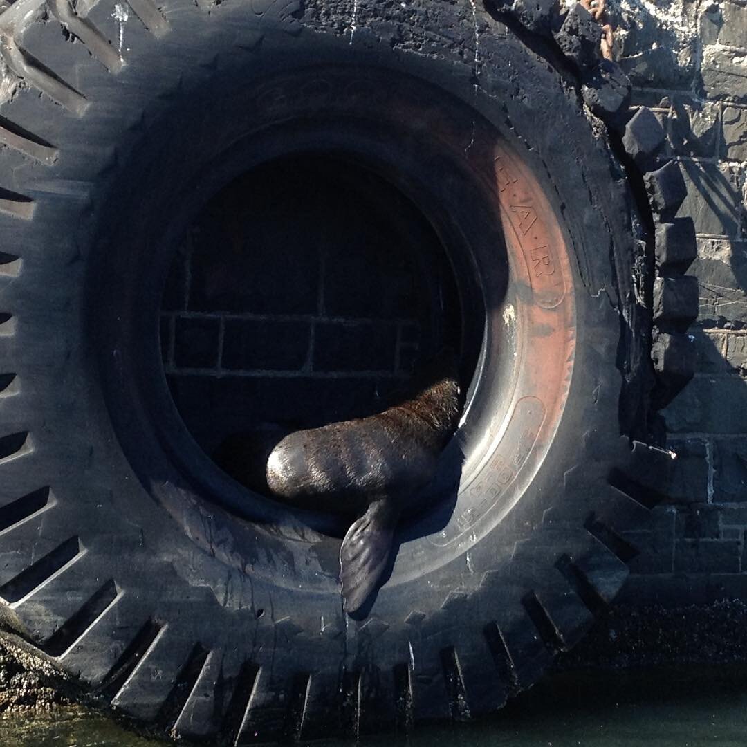 Seal in a wheel.#Capetown  #animals #TableBay #southafrica