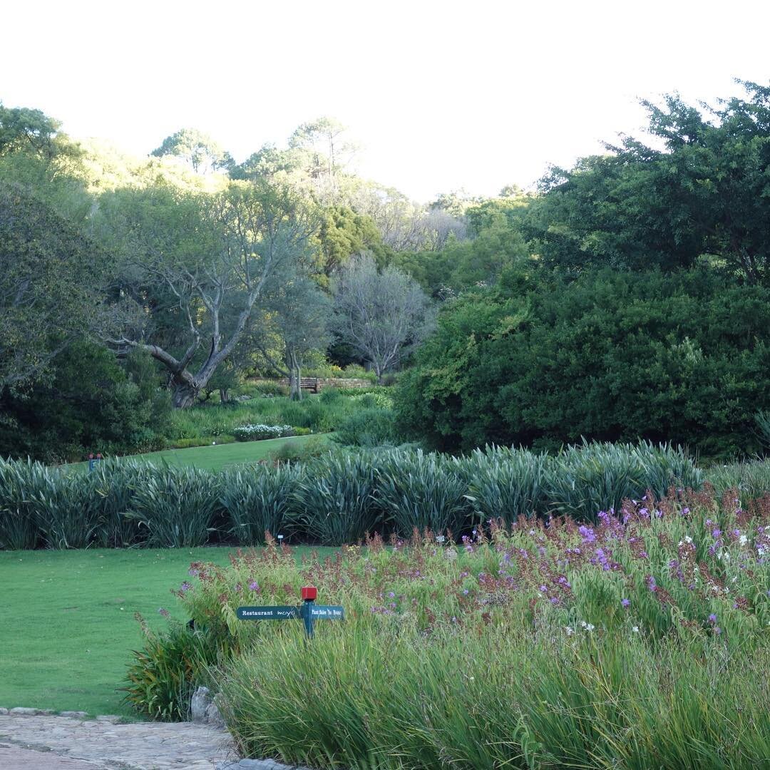 Beautiful Kirstenbosch Botanical Gardens Cape Town. #gardens #landscape_lovers #landscaping #capetown  #southafrica  #africa