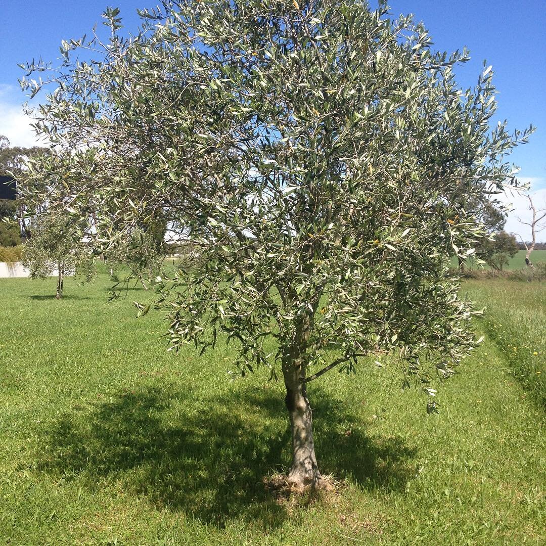 Olive trees loving the sunshine. New growth everywhere. #olive #olivetrees #extravirginoliveoil #olivegrove #meeniyan #southgippsland #gippsland #countryliving #rural #farming #treechange