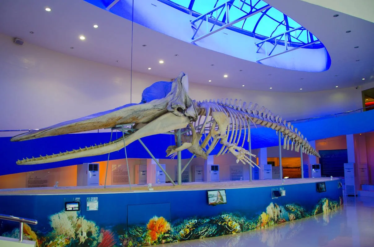 The skeleton of a whale on display in a museum, with a blue-lit ceiling and informational signs in the background, and coral images at the base. Best places to go in Dahican Beach and Mati City according to Tropical Kanakbai.