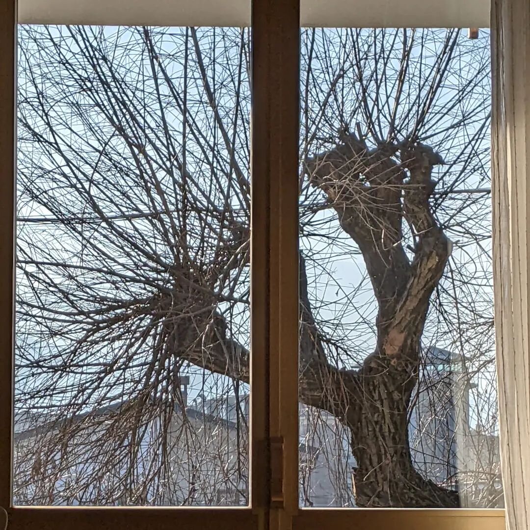 ma &egrave; da sempre a casa mia, di fronte la finestra del salone: l'albero picchiatore!