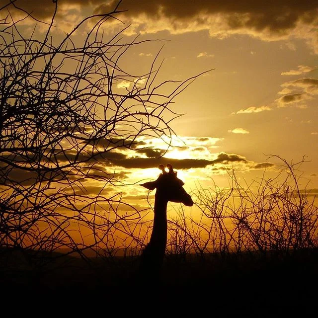 Safari Sunset Silhouette #giraffe #africa #kenya #amboseli #safari #sunset #agameoftones #travel #travelphotography #wanderlust #bbctravel #africangame #skysultans #sunsetsandsunrises #instatravel #beautifulplaces #earthpix #earth_shotz #nature #bd_p