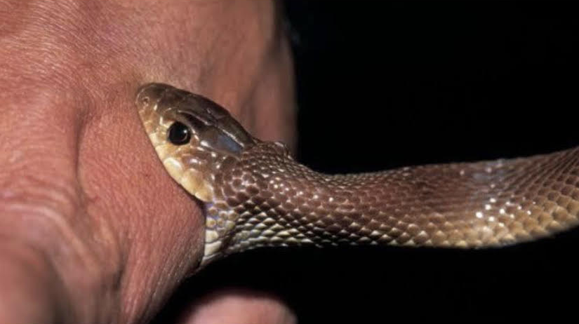 P_SnakeBiting.png