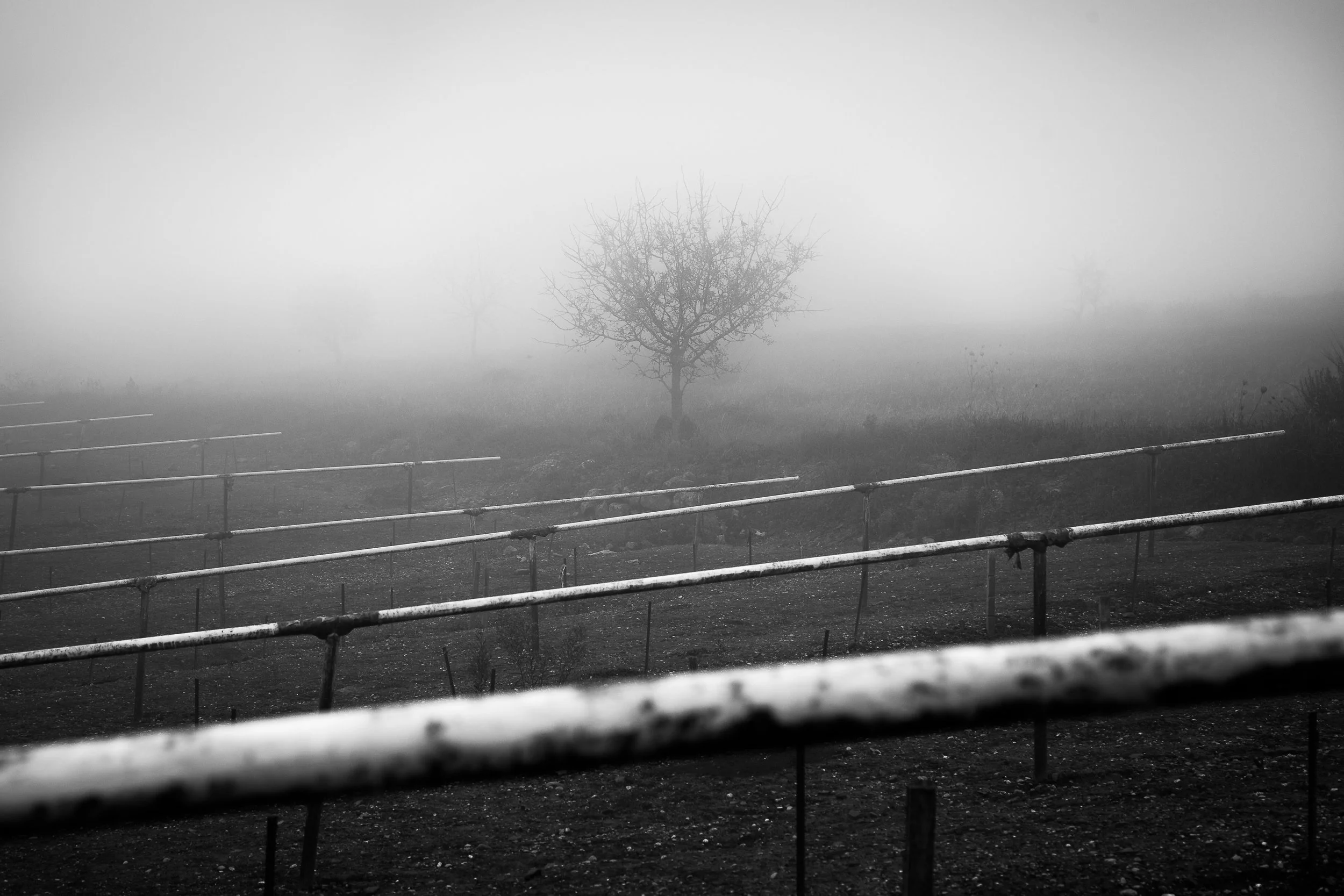 _MG_0192.jpg