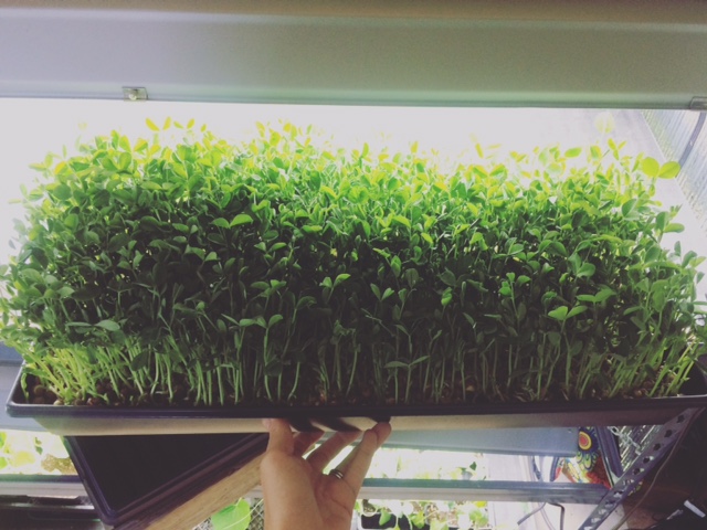 Pea Shoots 