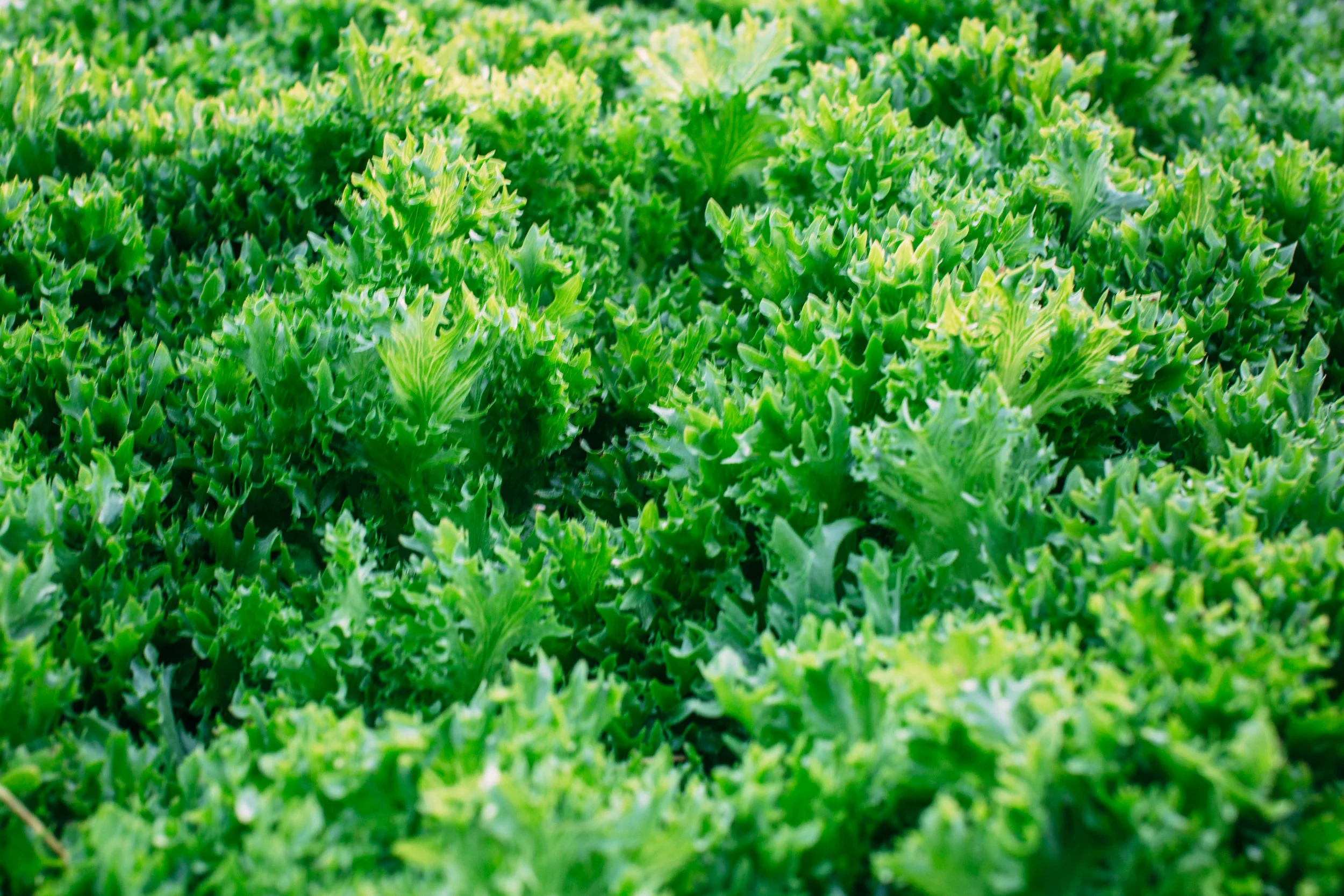 Shiloh Farm-lettuce.jpg