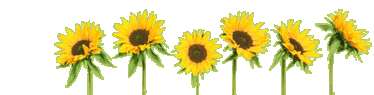 sunflower-header.png