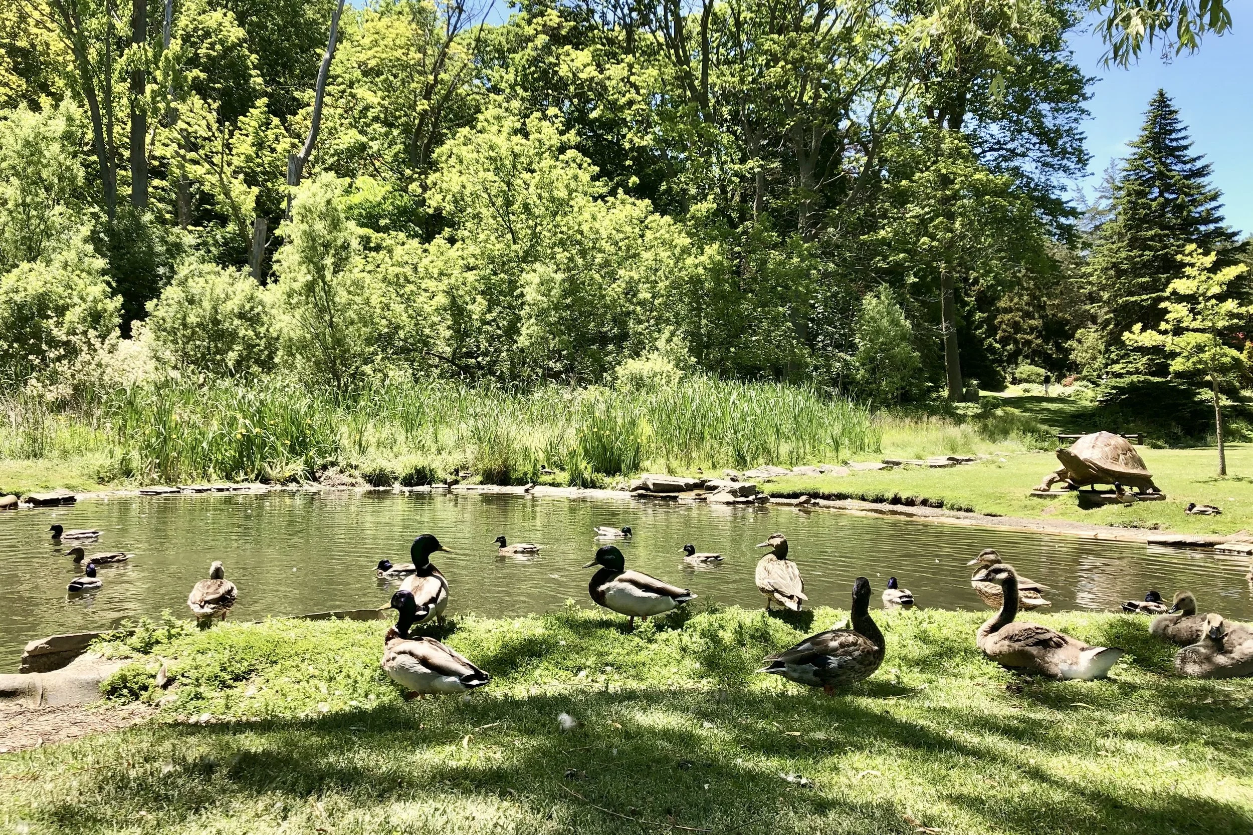 DUCKS.jpeg