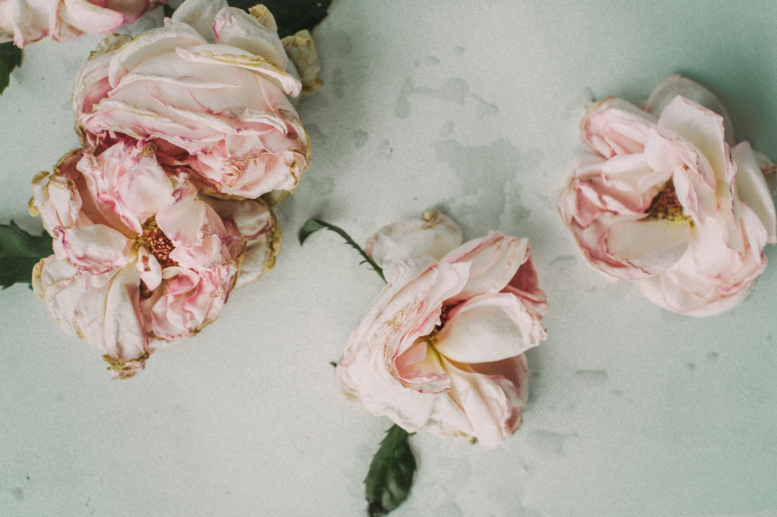 Fading flowers by Daria Shevtsova