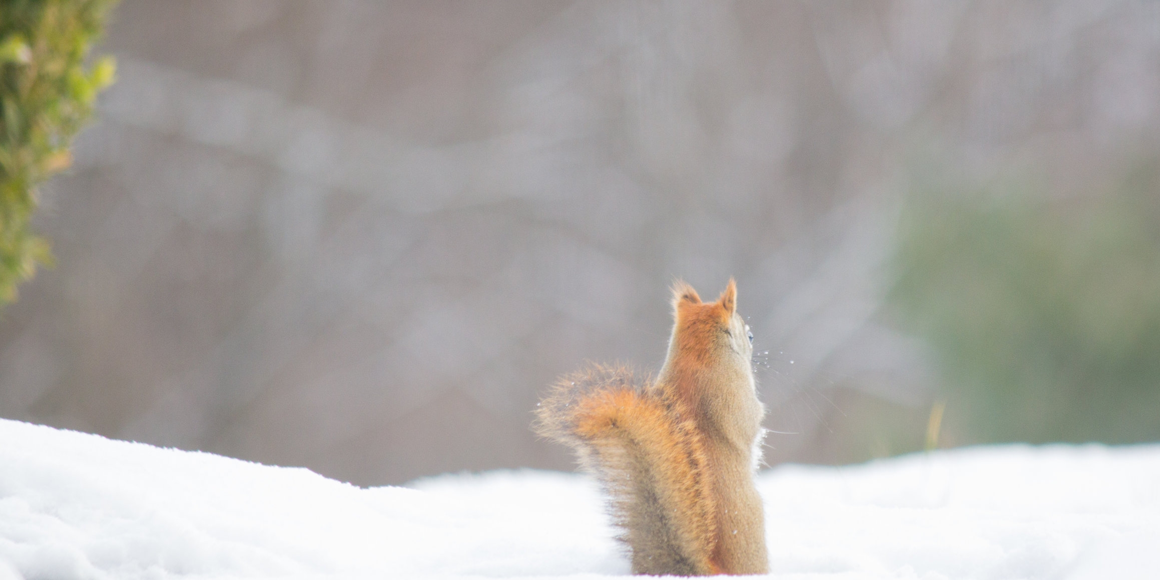 Squirrel in snow by Aaron Clay