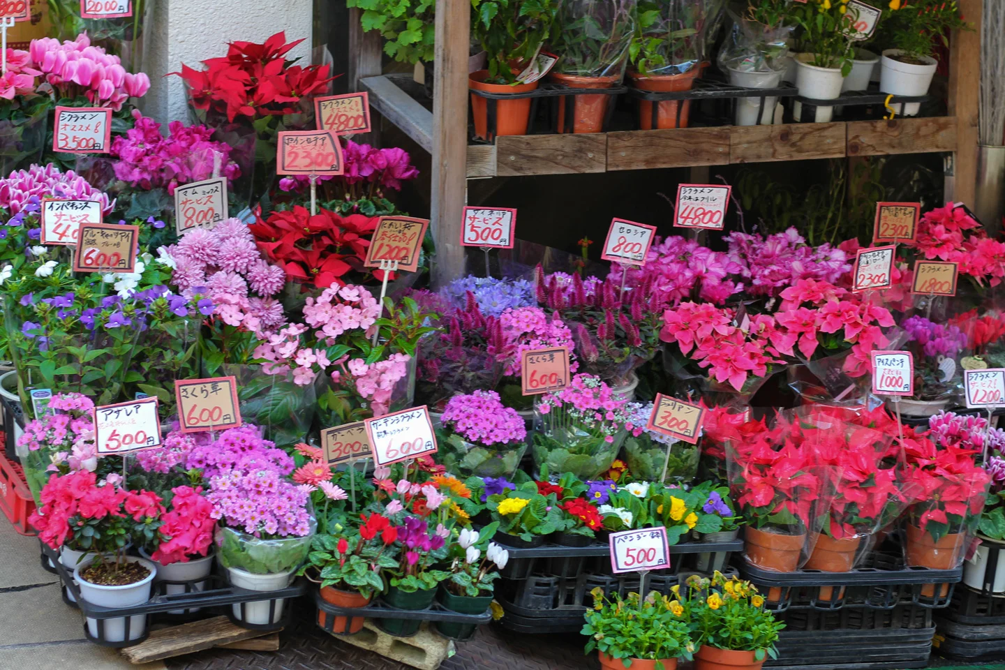 Tokyo Travelogue, Yoyogi Neighborhood