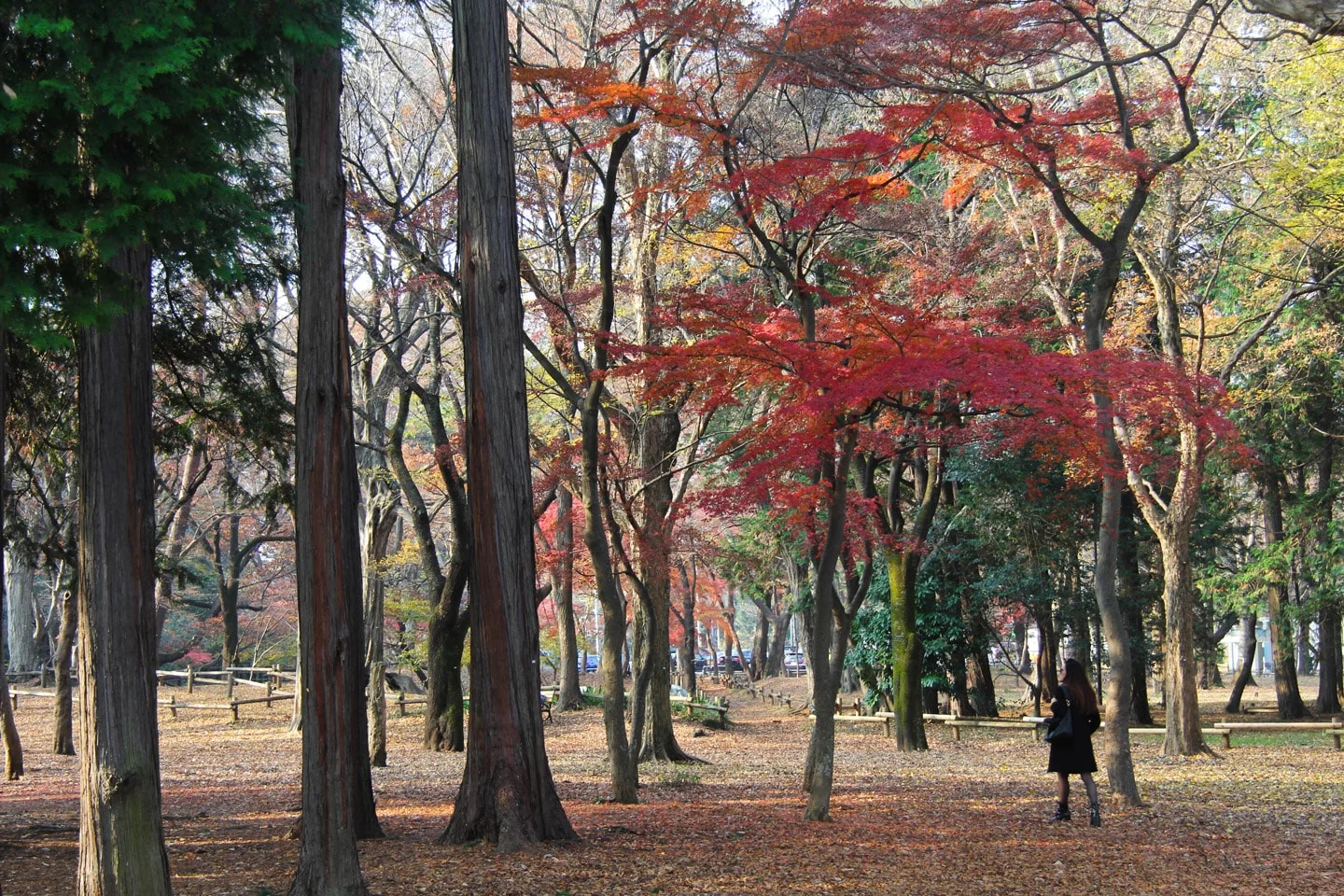 Ghibli Museum, Inokashira Park