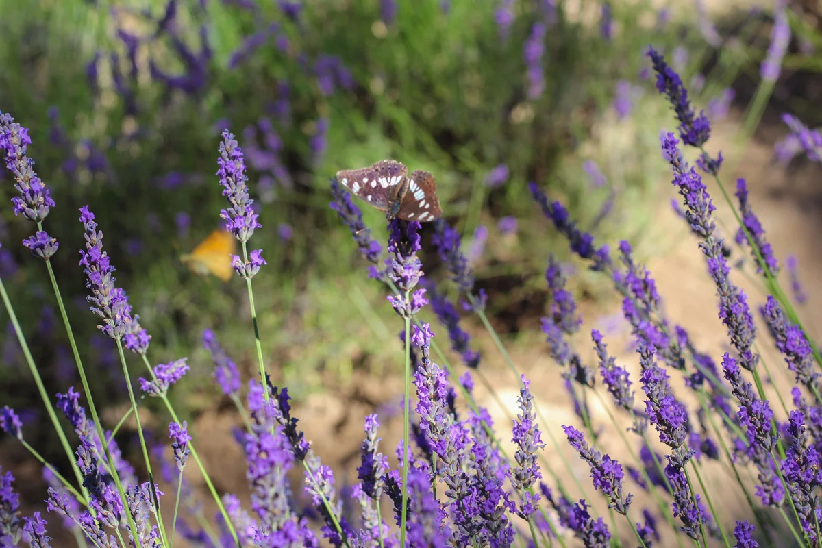 Provence, Lavender fields in the South of France