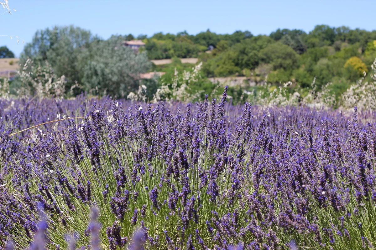 Provence, Lavender fields in the South of France
