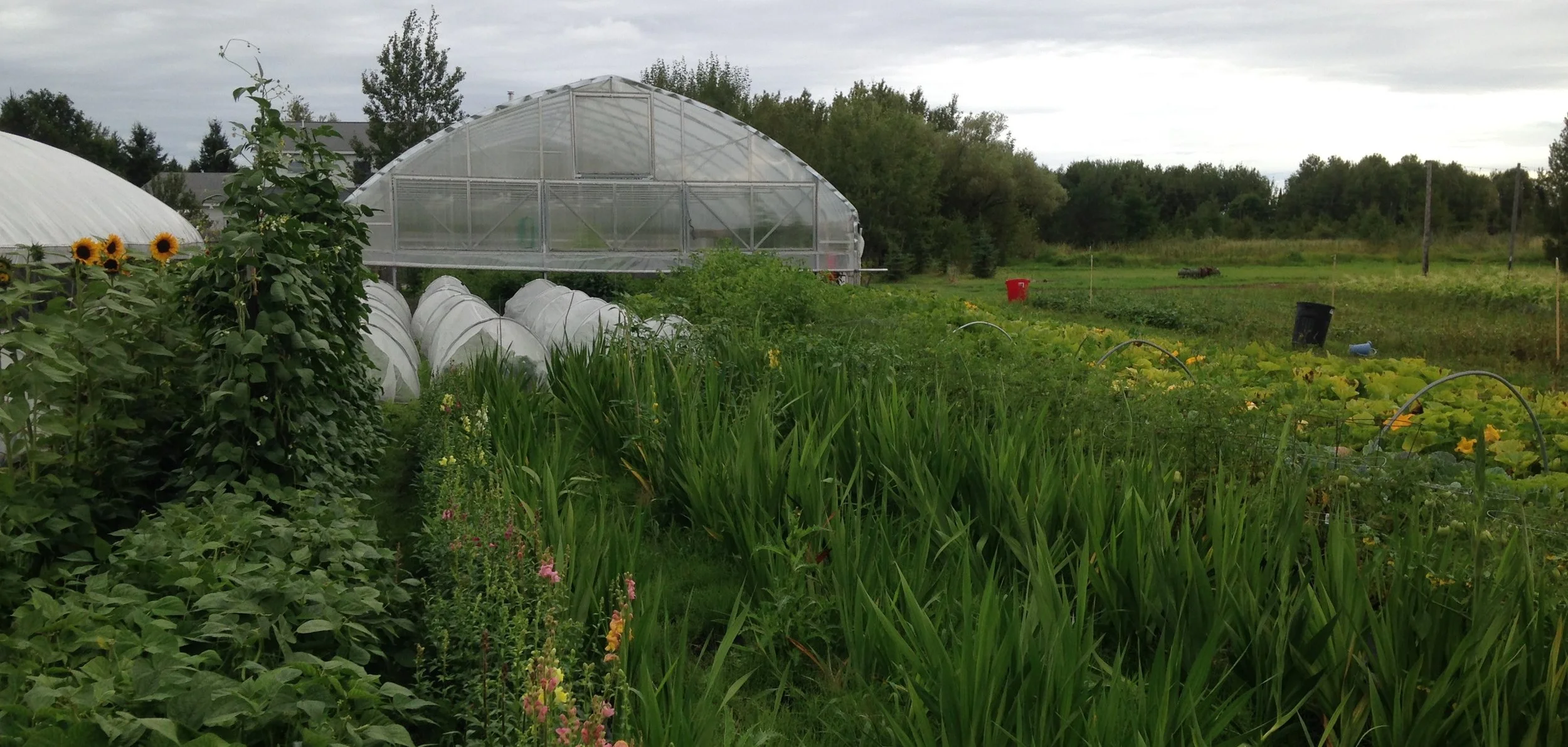 field with greenhouse (1).jpeg