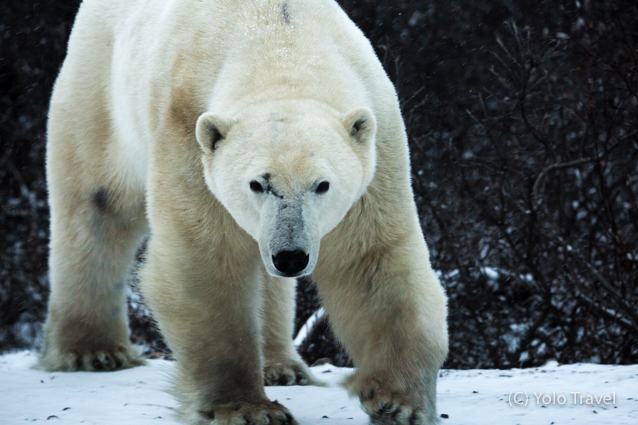 Canada - Walking with Giants (8 of 117).jpg