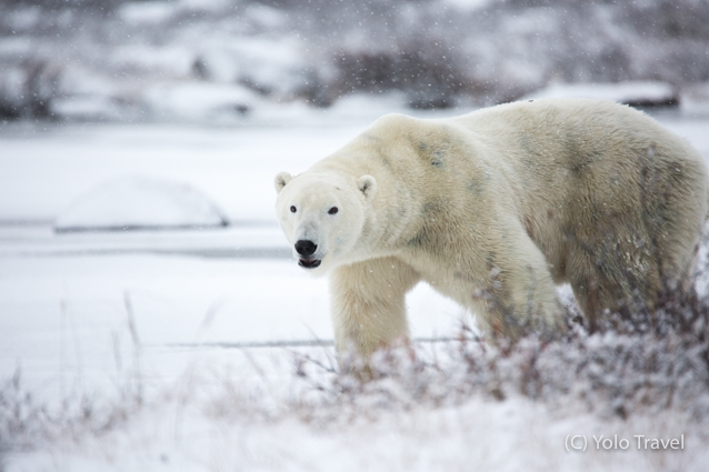 Canada - Walking with Giants (15 of 117).jpg