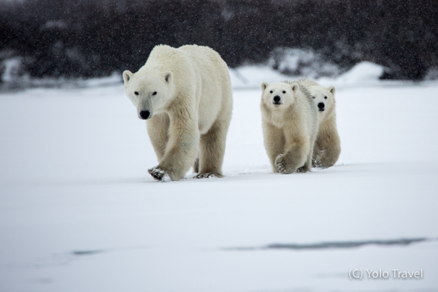Canada - Walking with Giants (43 of 117).jpg