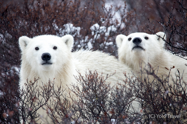 Canada - Walking with Giants (52 of 117).jpg