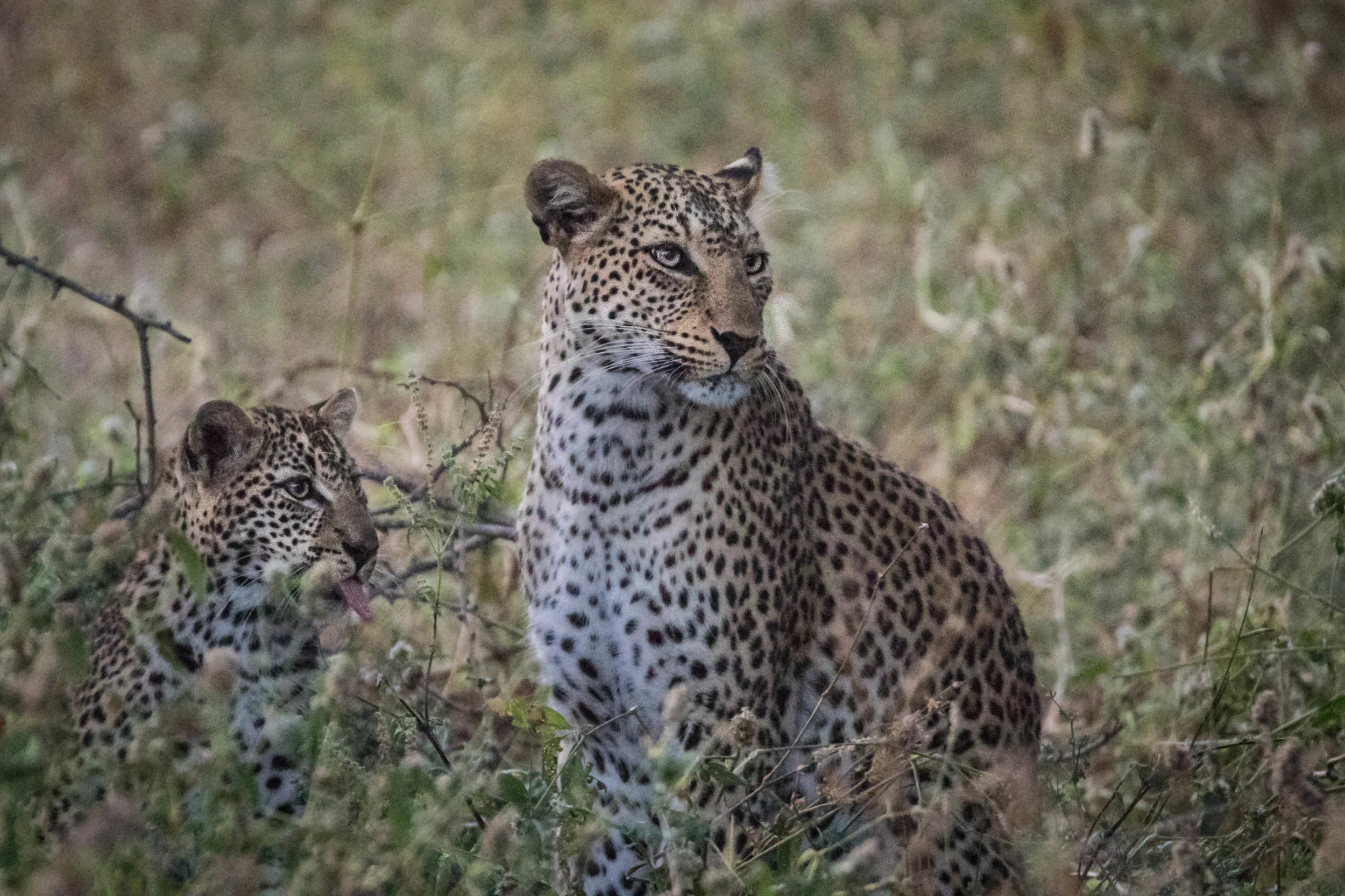 The nearby hyena (out of picture) was of no concern to this mother and her cub!