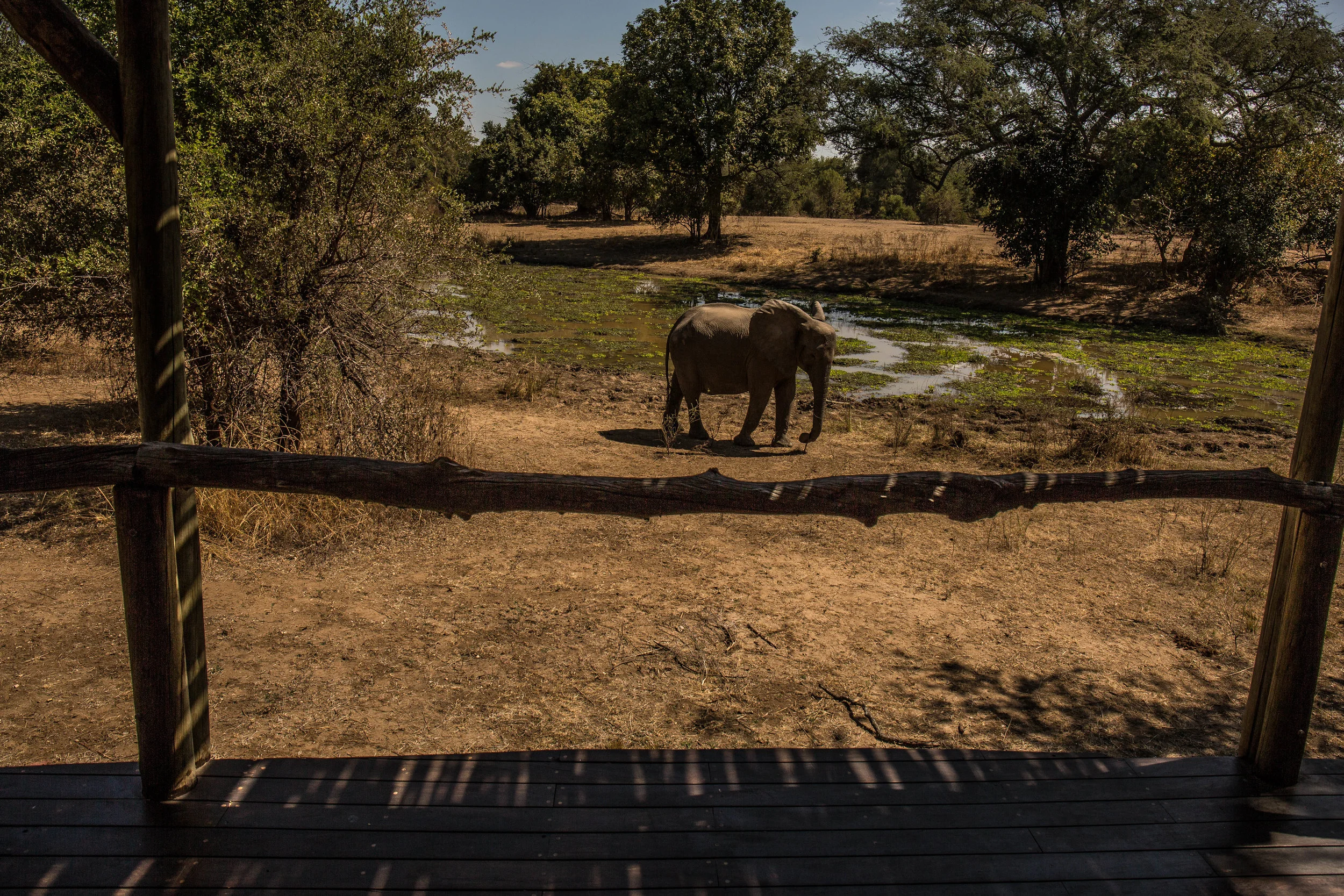 Elephants come right up to your balcony, we even had a trunk peering over the wall checking out the shower!