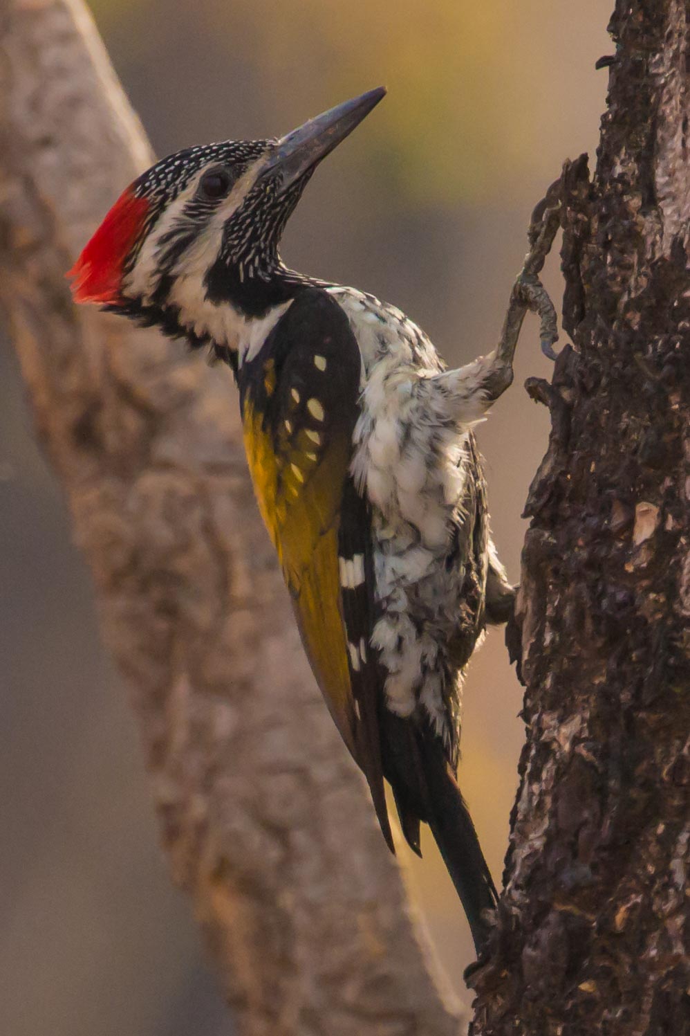 Woodpecker