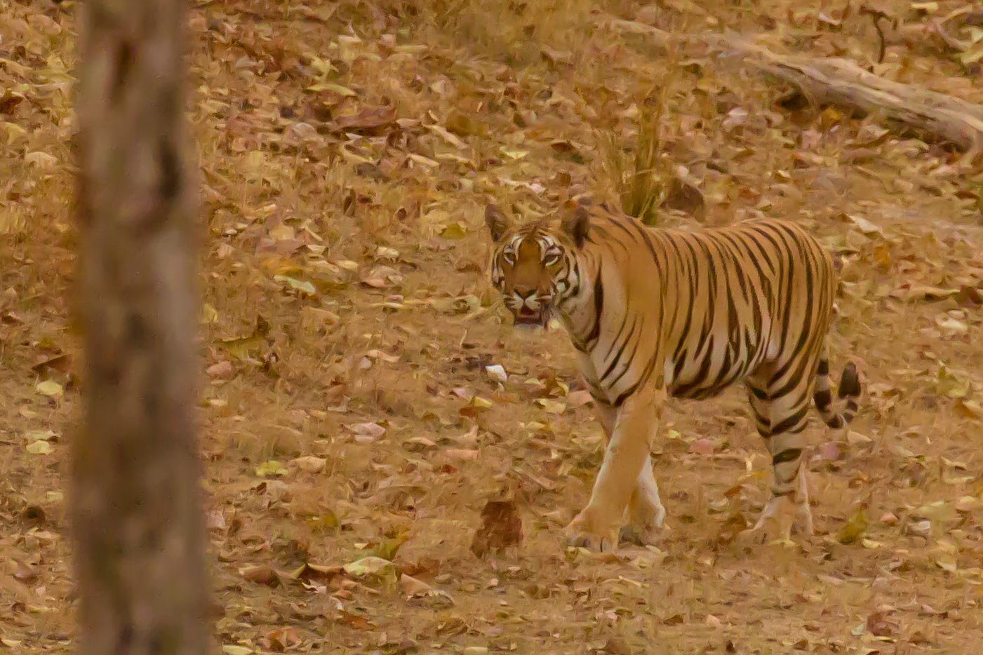 Tigress