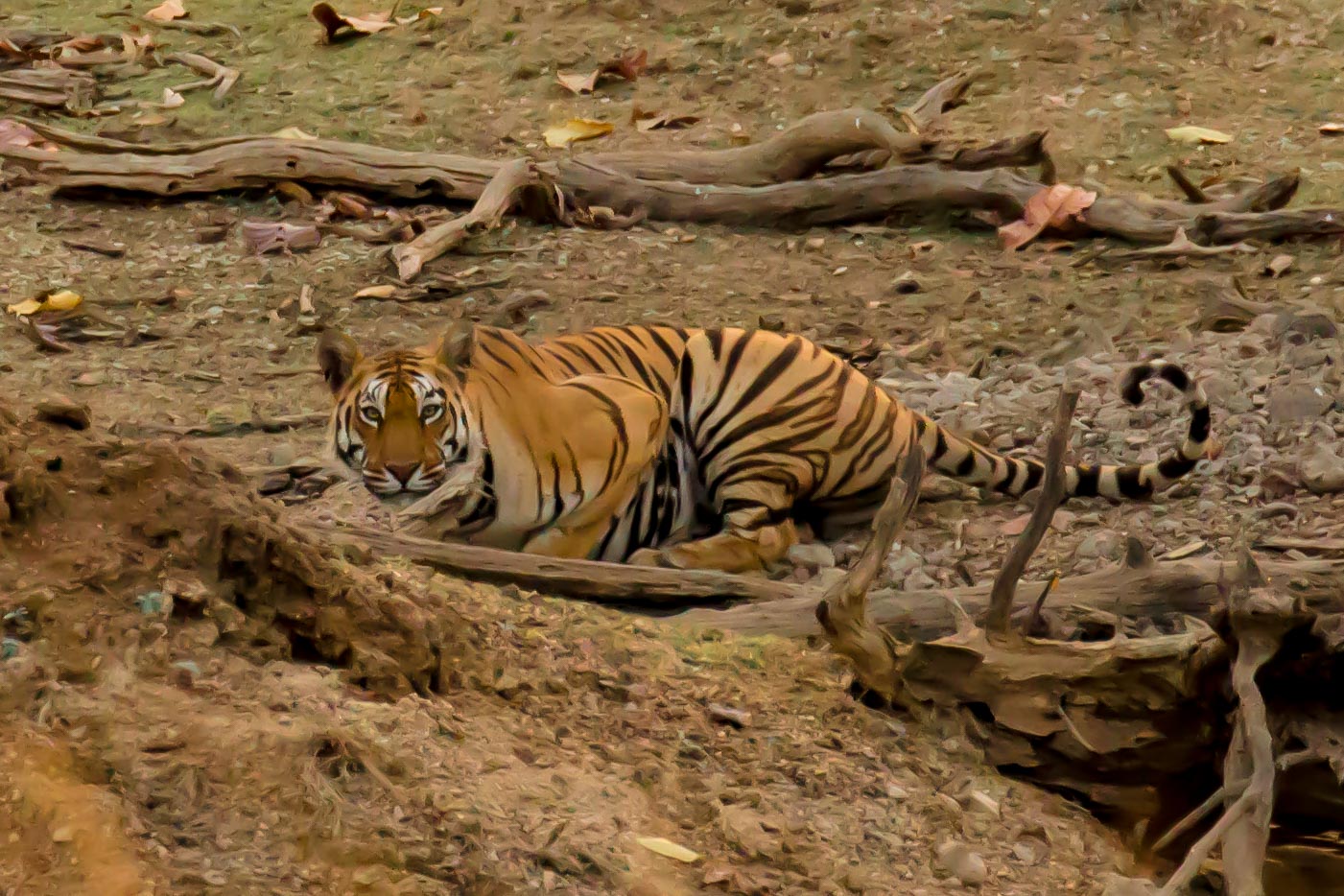 Tigress