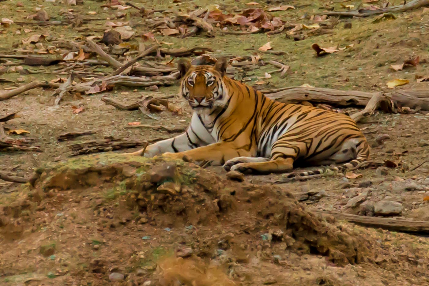 Tigress