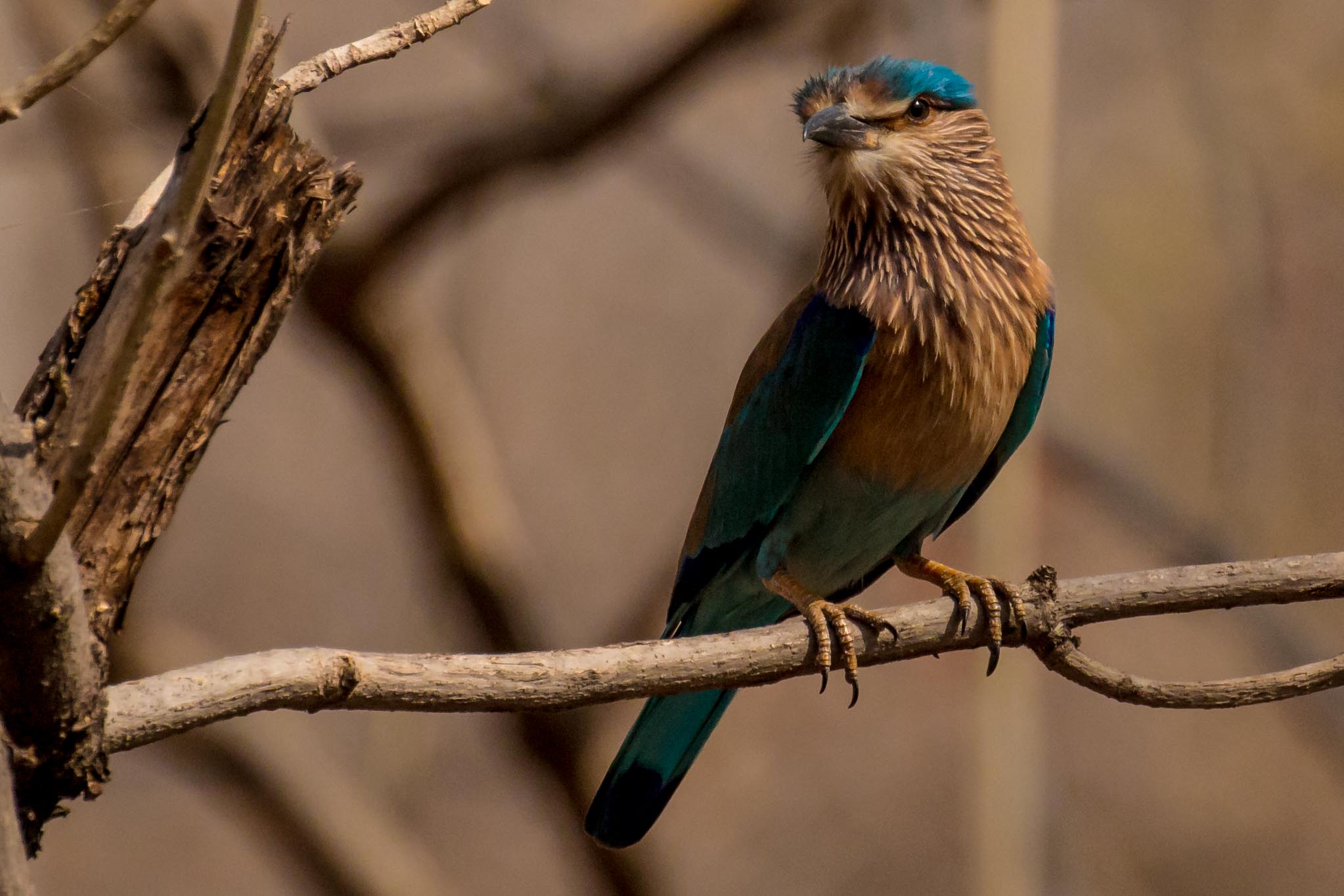 Indian Roller