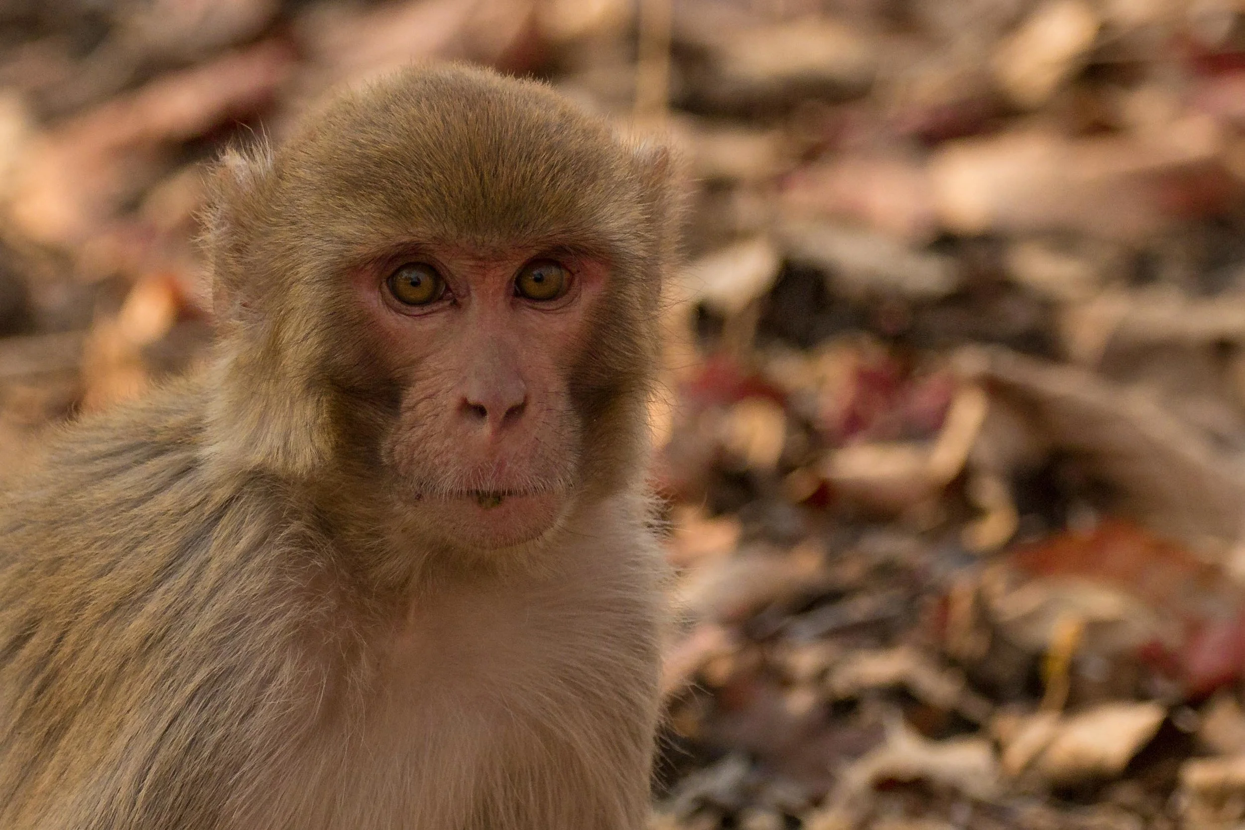Rhesus Macaque
