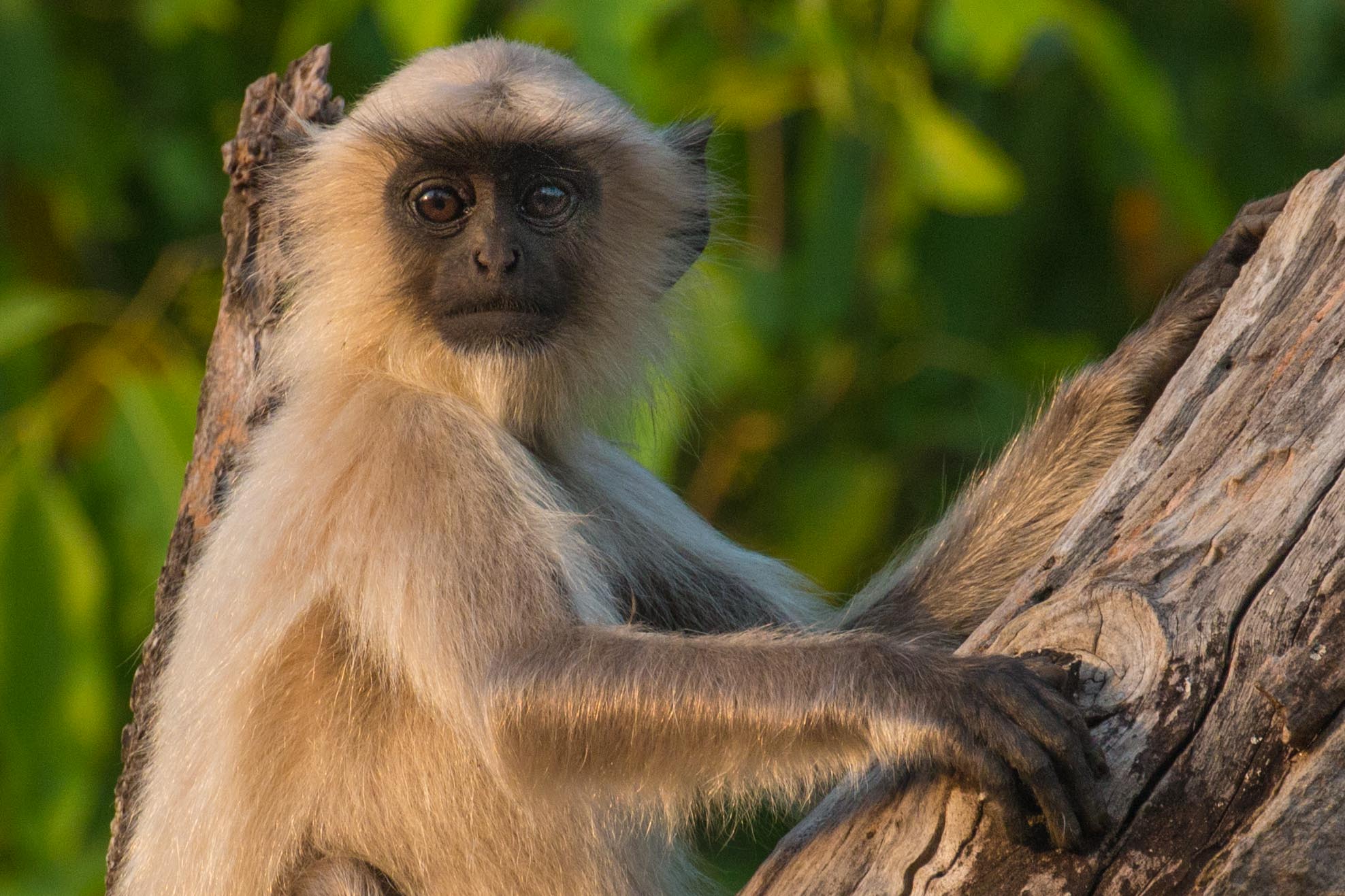 Langur Monkey