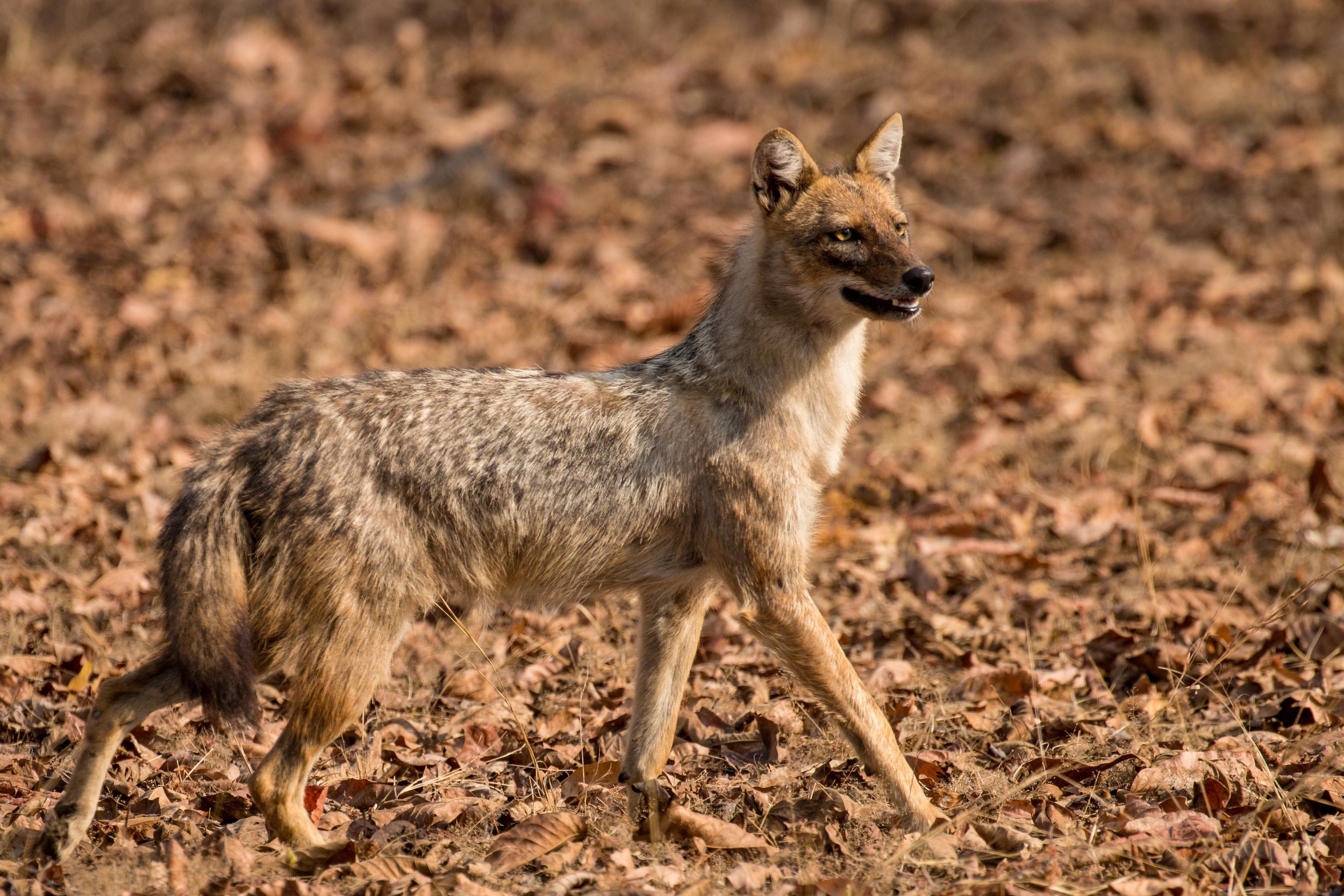 Jackal