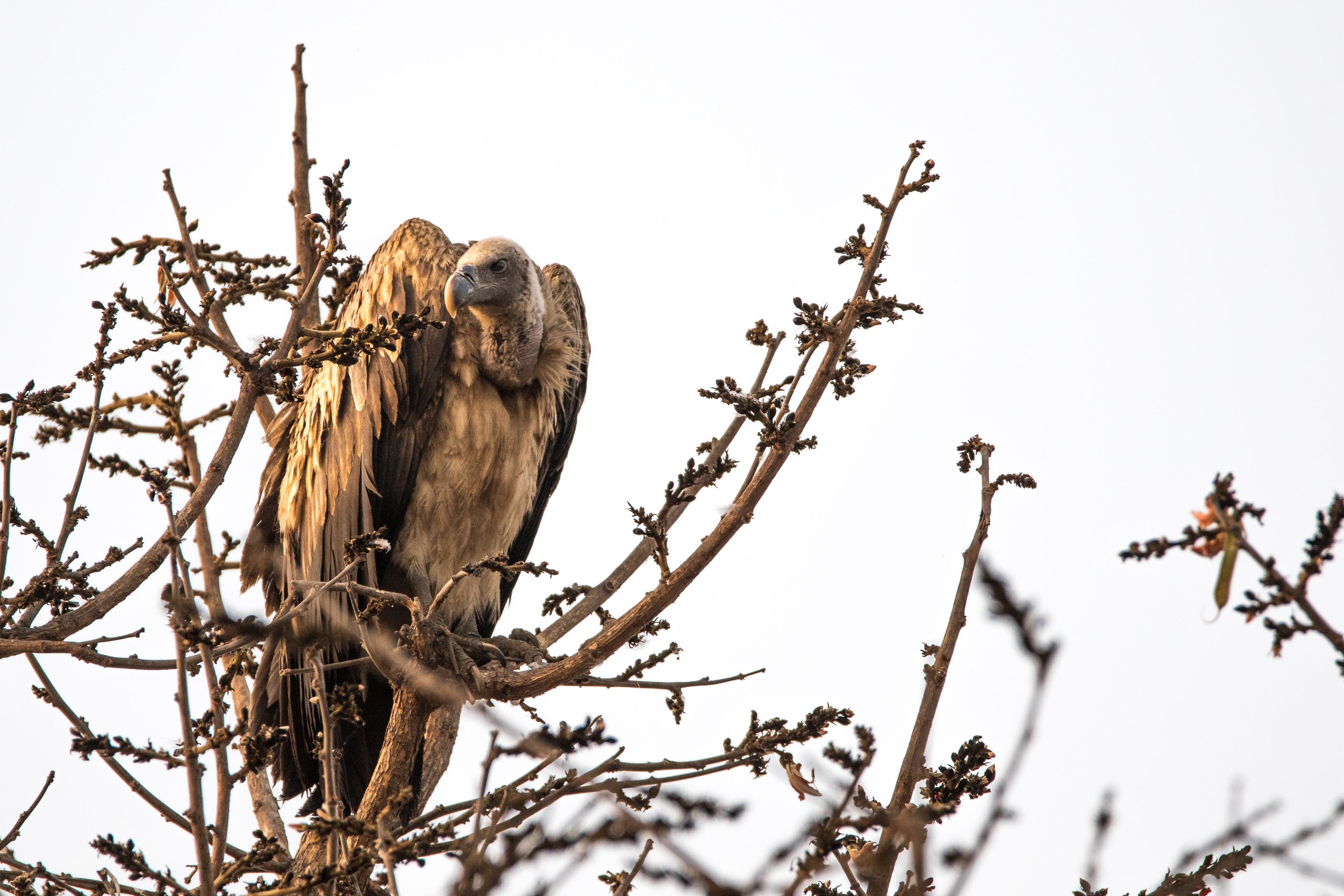 Vulture