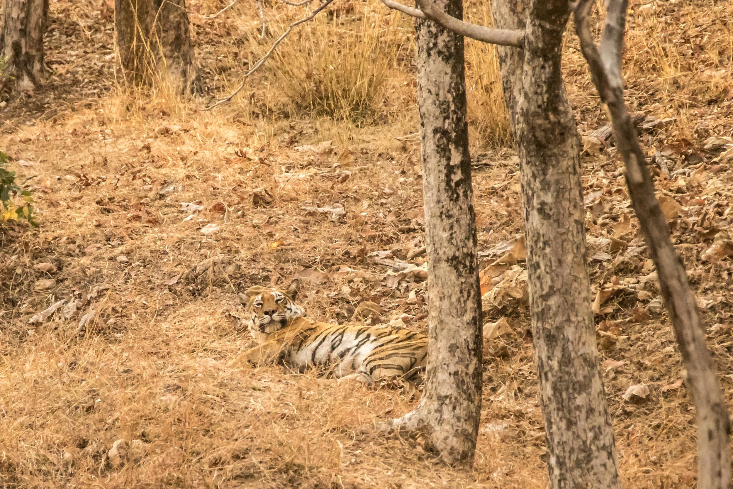 Our First Tiger (and more) at ... Pench National Park & Tiger Reserve ...