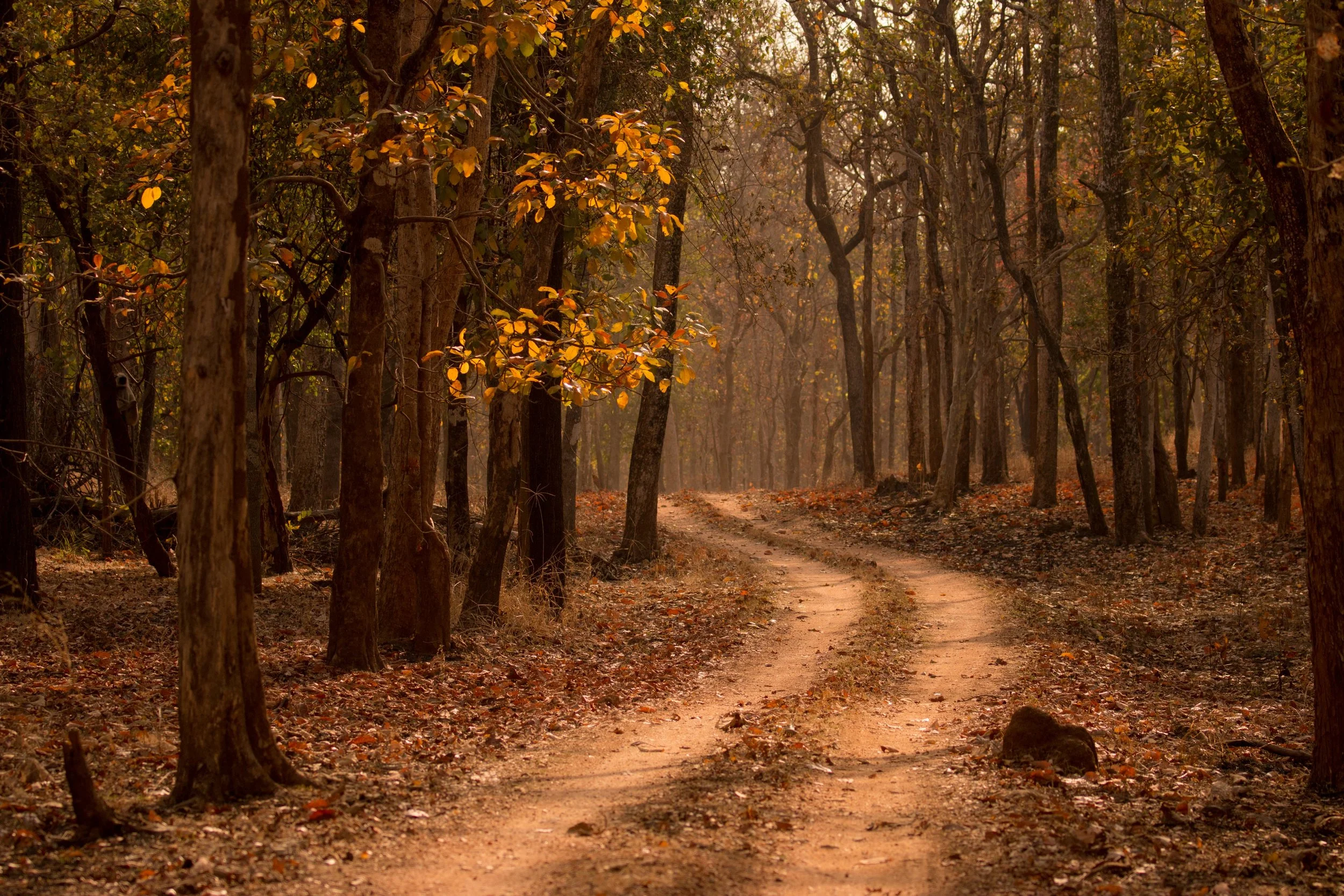 The beautiful forest colours remind us of autumnal Canada.