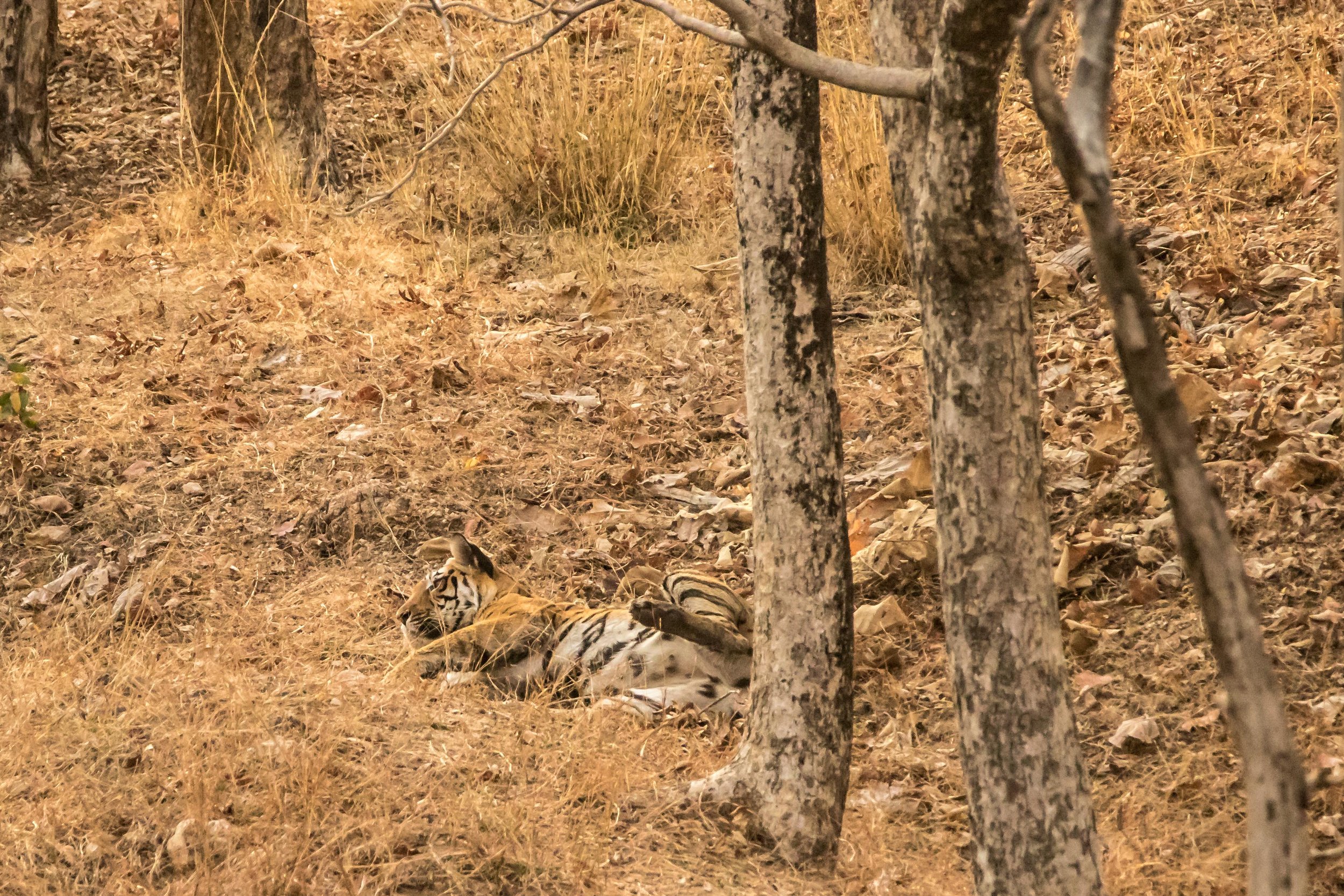 Pench - Tigress 1 (2) (1 of 1).jpg