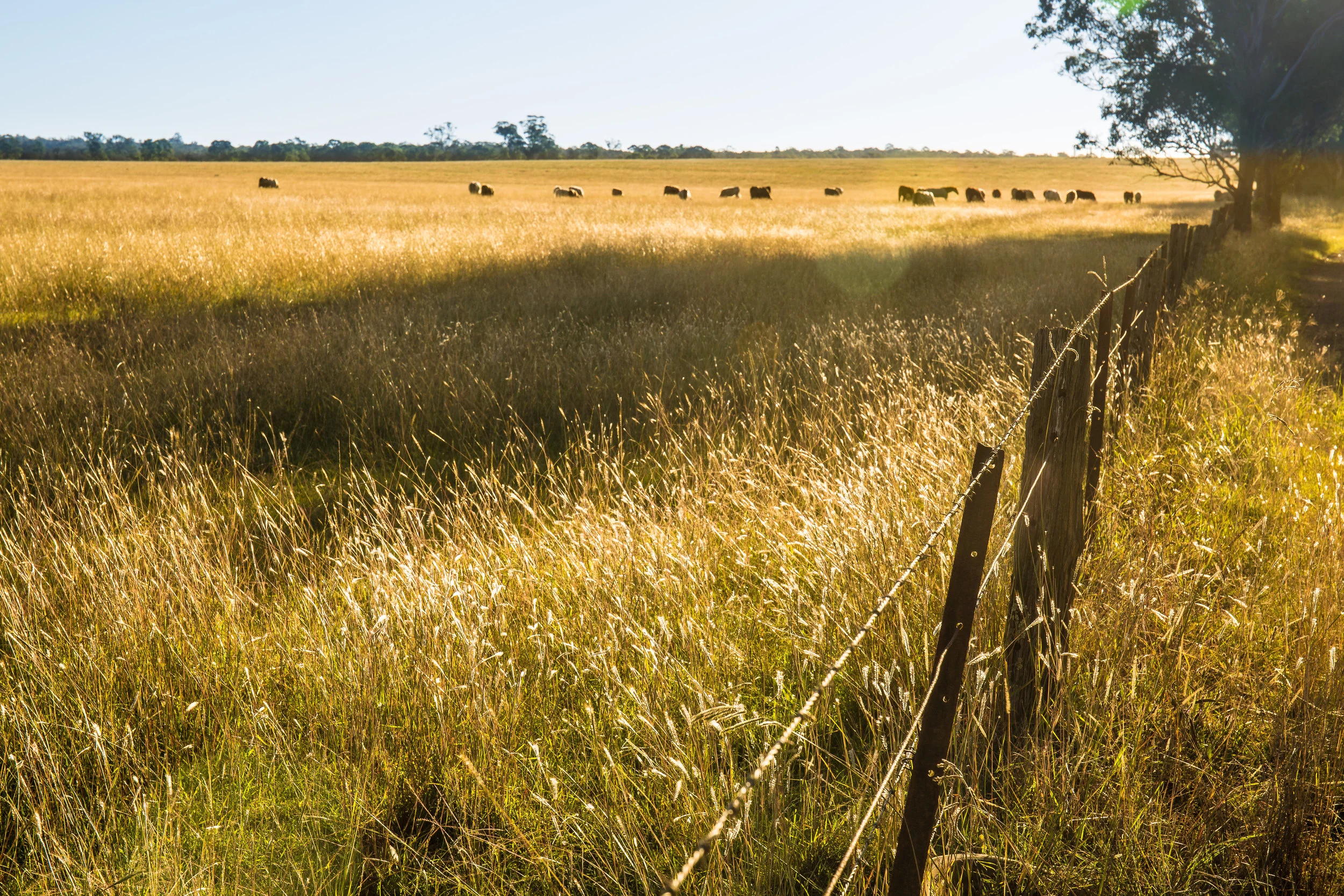 Hunter Valley Blog Post (29 of 39).jpg