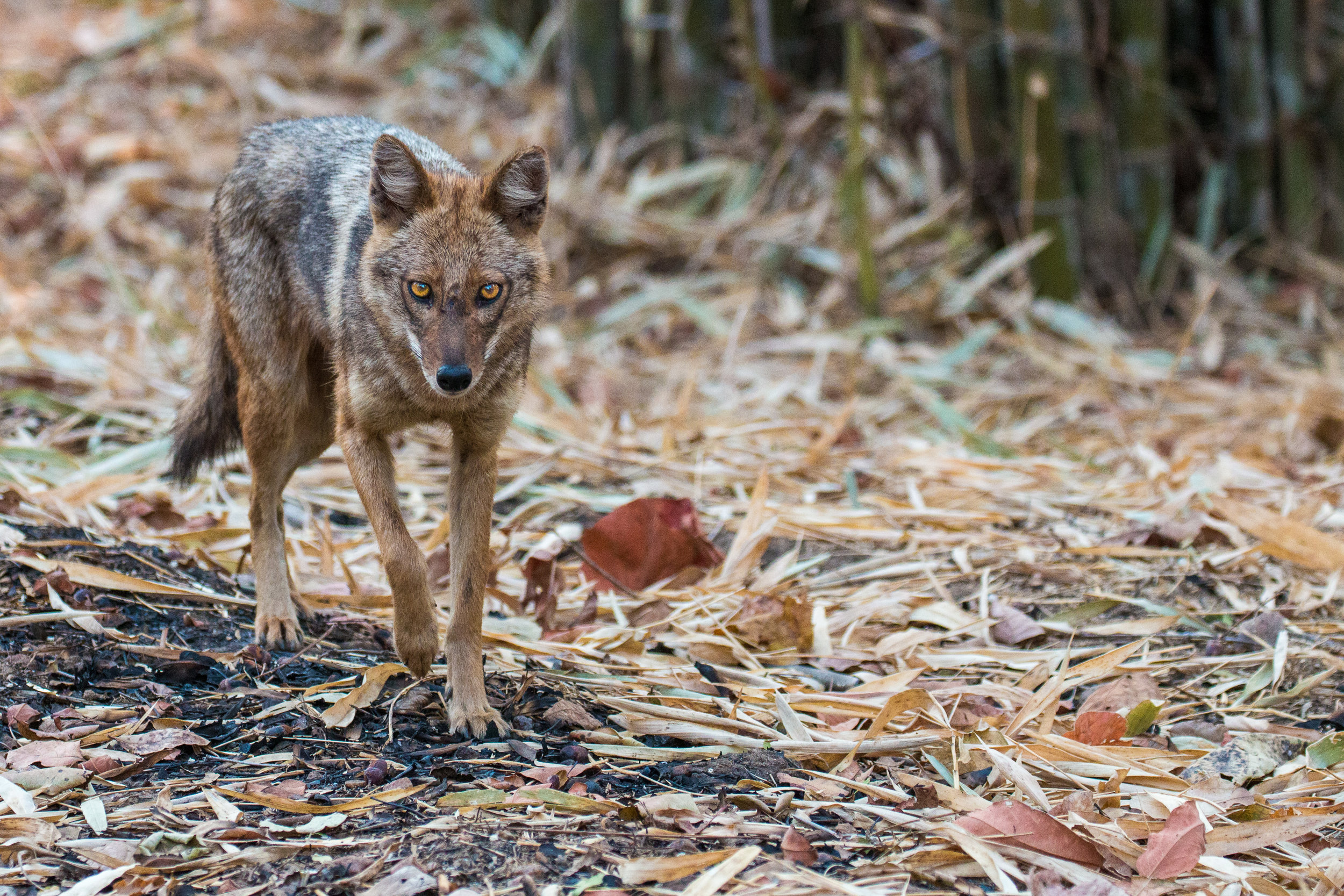 Jackal on the prowl in the early morning light.