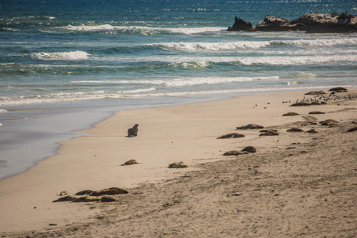 Kangaroo Island Blog Images (54 of 64).jpg