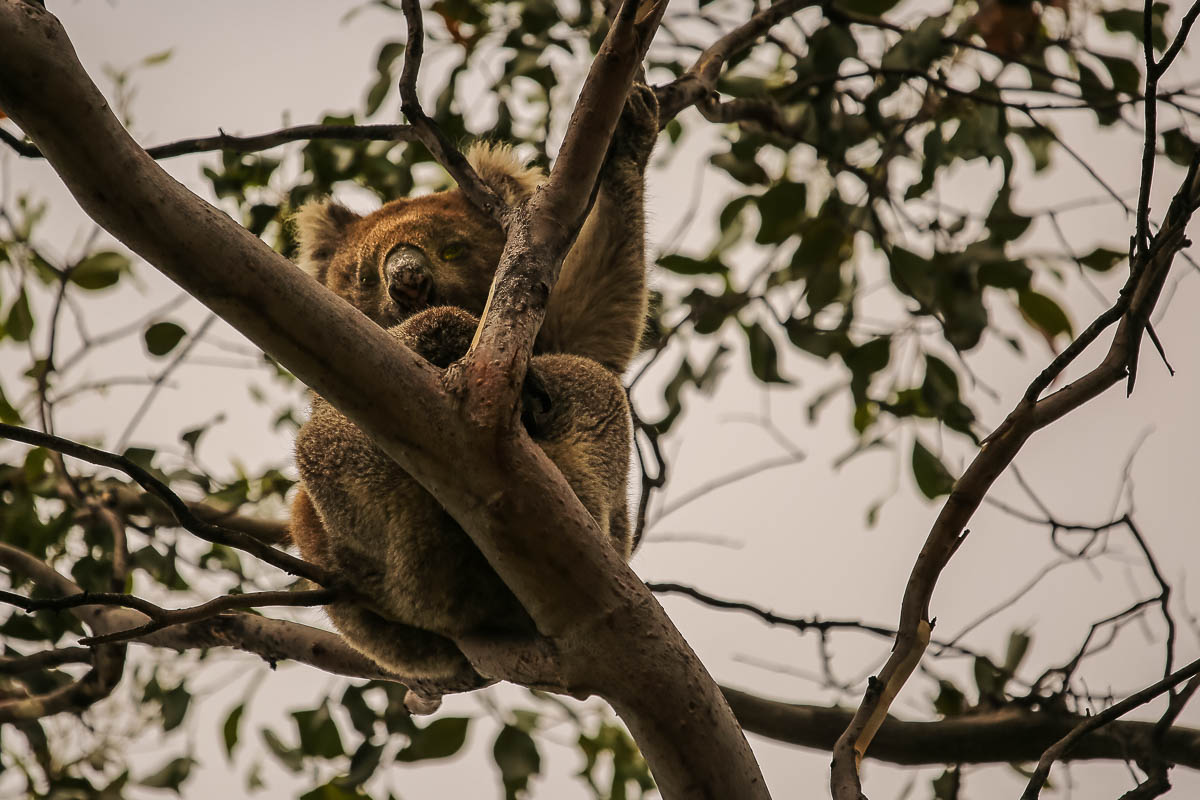 Hard to believe … but this was our first wild Koala (we don’t get them in the West)!