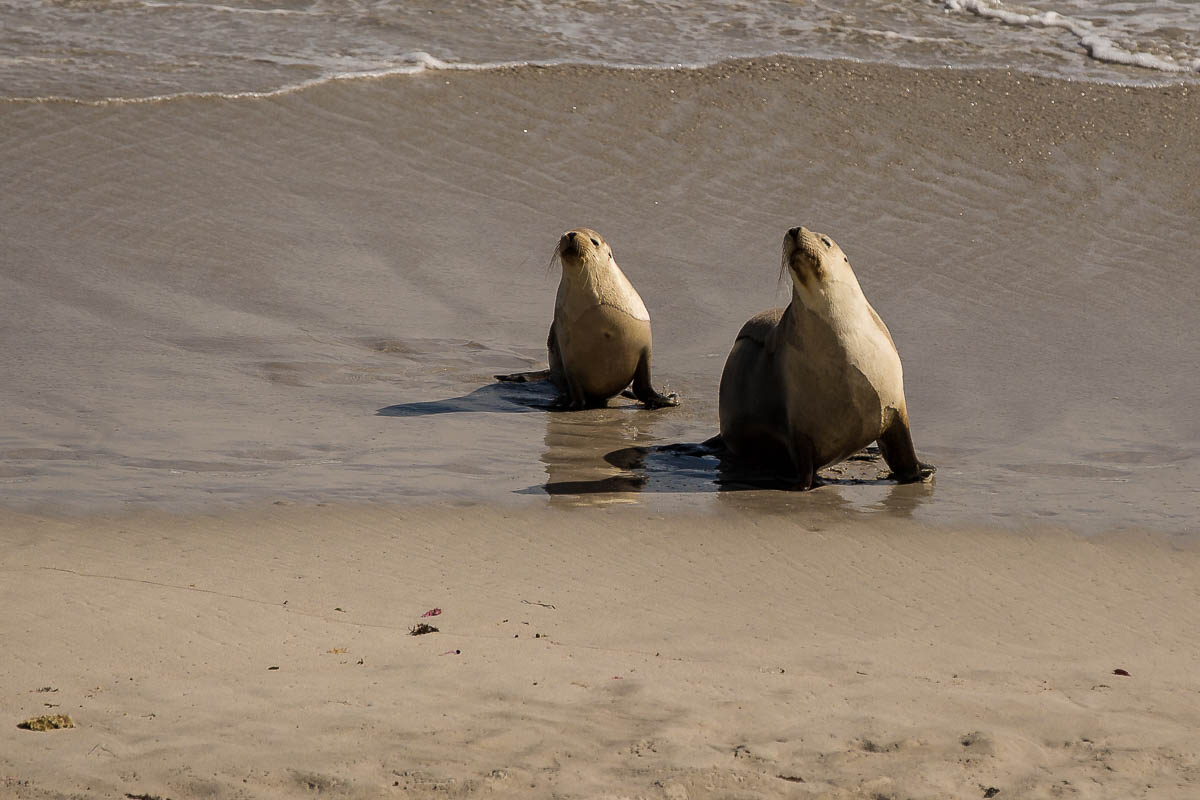 Seal Bay