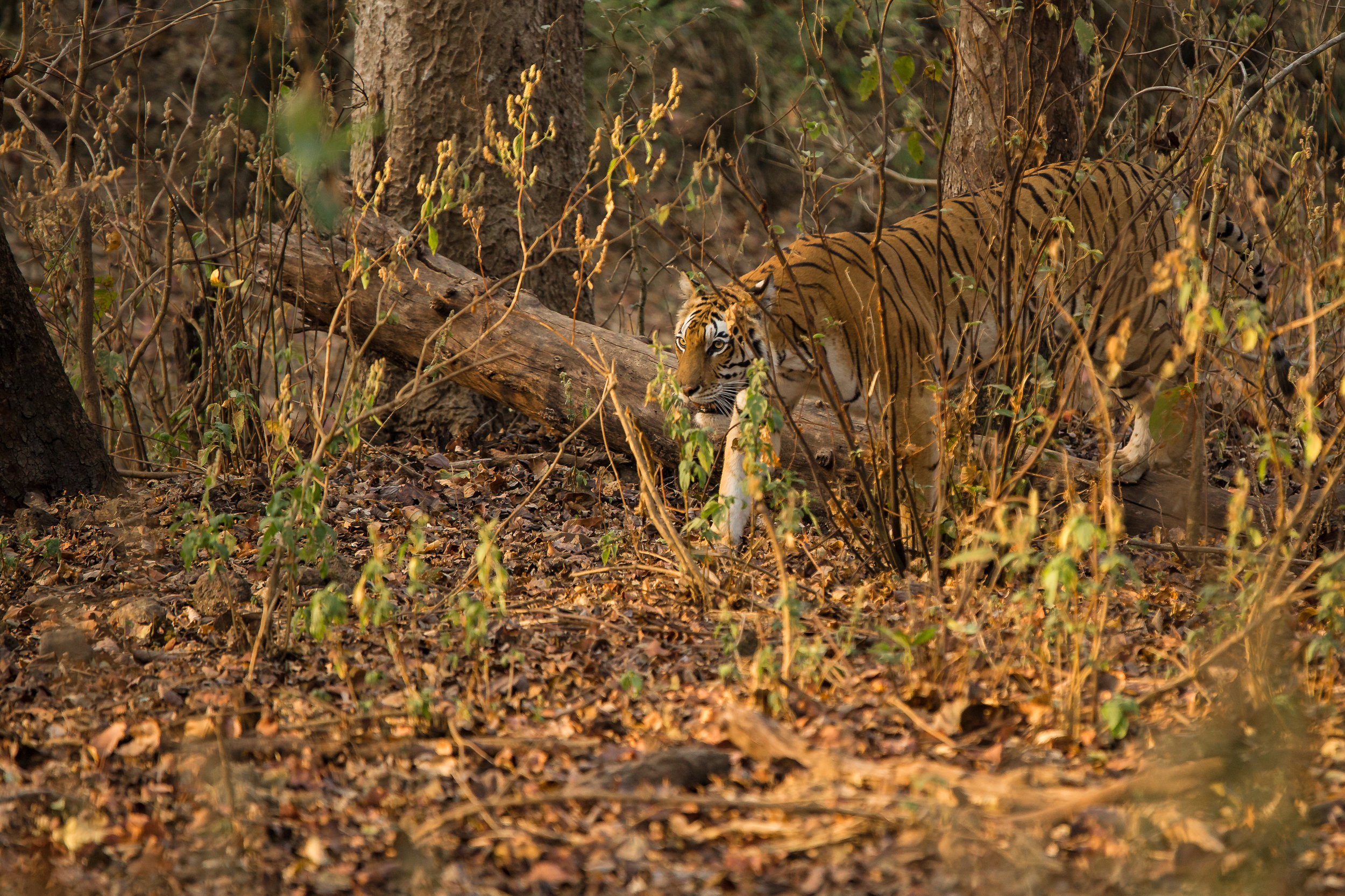 Kanha (1 of 6).jpg